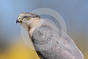CooperÃ¢â¬â¢s Hawk (accipiter cooperii)